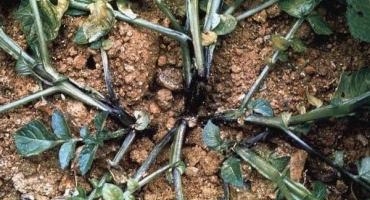 Jak se vypořádat s černou nohou na bramborách?